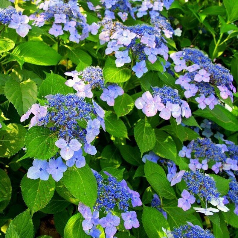 Гортензия пильчатая Морнинг Глори